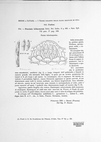 Puccinia liliacearum image